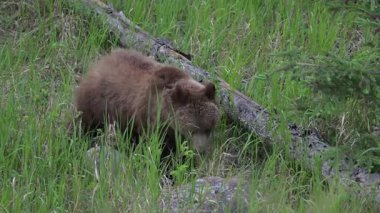 Kanada Kayalıklarında baharda boz ayı