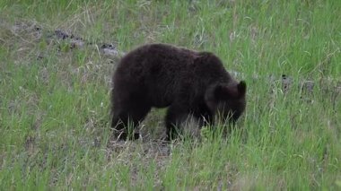 Kanada Kayalıklarında baharda boz ayı