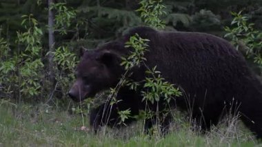 Kanada Kayalıklarında baharda boz ayı
