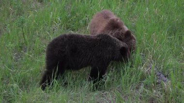 Kanada Kayalıklarında baharda boz ayı