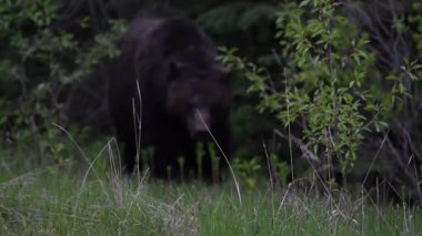 Kanada Kayalıklarında baharda boz ayı