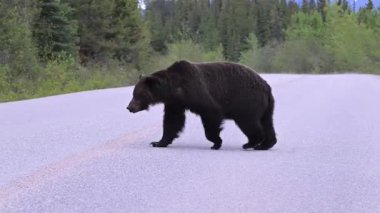 Kanada Kayalıklarında baharda boz ayı