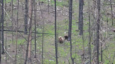 Kanada Kayalıklarında baharda boz ayı