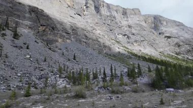 Kanada Kayalıklarında baharda boz ayı