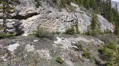 Kanada Kayalıklarında baharda boz ayı