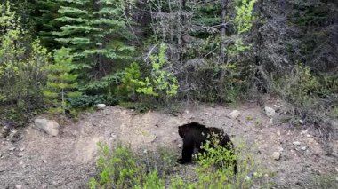 Kanada Kayalıklarında baharda boz ayı