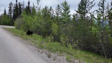 Kanada Kayalıklarında baharda boz ayı