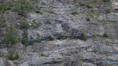 Dağ keçileri baharda dağlarda