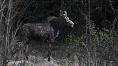 Baharda inek geyiği