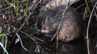 Kanada vahşi doğasında misk faresi