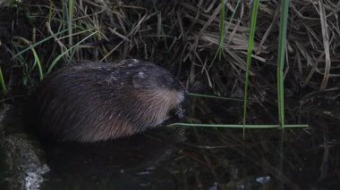 Kanada vahşi doğasında misk faresi