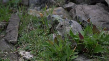 Kanada 'nın vahşi doğasında Pika