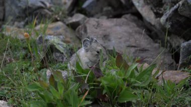 Kanada 'nın vahşi doğasında Pika