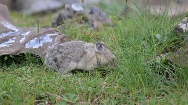 Kanada 'nın vahşi doğasında Pika