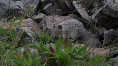 Kanada 'nın vahşi doğasında Pika