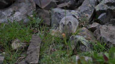 Kanada 'nın vahşi doğasında Pika
