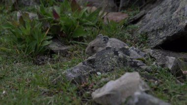 Kanada 'nın vahşi doğasında Pika