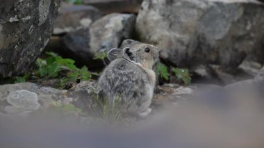 Kanada 'nın vahşi doğasında Pika