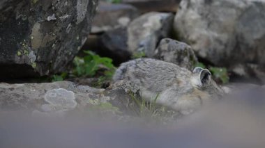 Kanada 'nın vahşi doğasında Pika