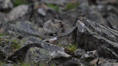 Kanada 'nın vahşi doğasında Pika