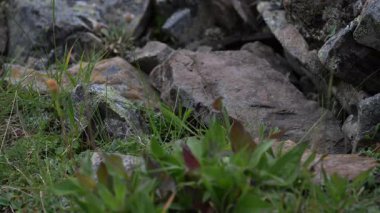 Kanada 'nın vahşi doğasında Pika