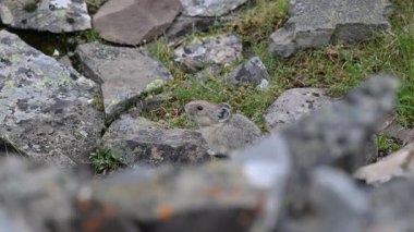Kanada 'nın vahşi doğasında Pika
