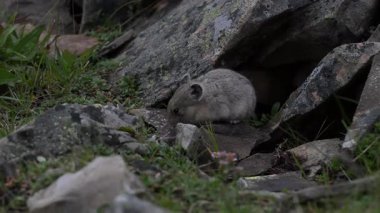Kanada 'nın vahşi doğasında Pika