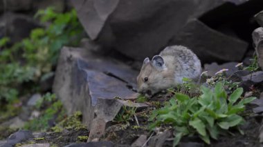 Kanada 'nın vahşi doğasında Pika