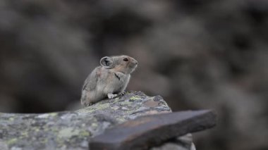 Kanada 'nın vahşi doğasında Pika