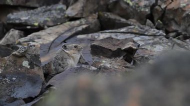 Kanada 'nın vahşi doğasında Pika