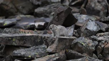 Kanada 'nın vahşi doğasında Pika