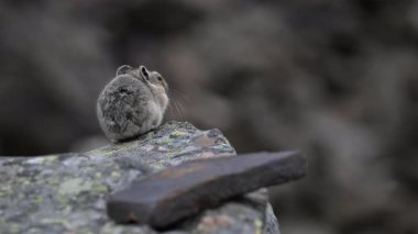 Kanada 'nın vahşi doğasında Pika