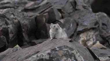 Kanada Alplerinde Pika