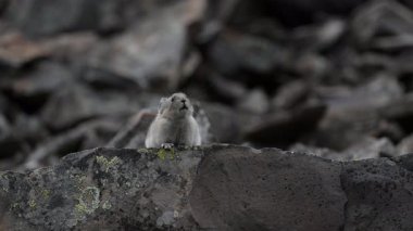 Kanada Alplerinde Pika