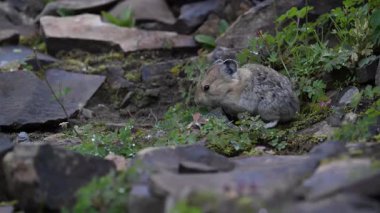 Kanada Alplerinde Pika
