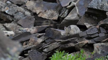 Kanada Alplerinde Pika