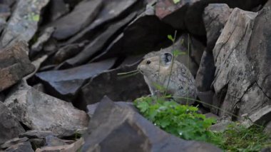 Kanada Alplerinde Pika