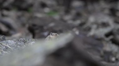 Kanada Alplerinde Pika