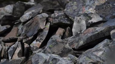 Kanada Alplerinde Pika
