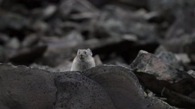 Kanada Alplerinde Pika