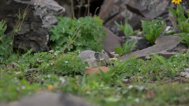 Kanada Alplerinde Pika