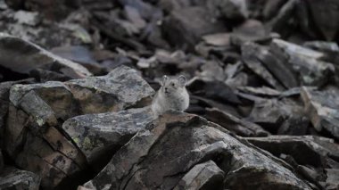 Kanada Alplerinde Pika