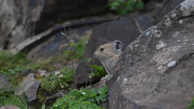 Kanada Alplerinde Pika