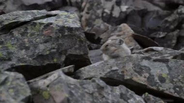 Kanada Alplerinde Pika