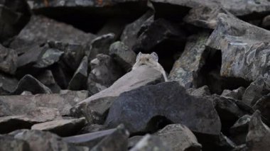 Kanada Alplerinde Pika