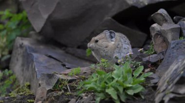 Kanada Alplerinde Pika
