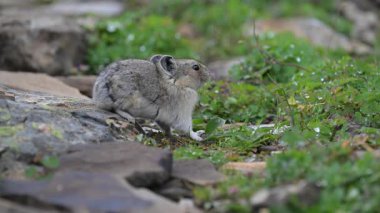 Kanada Alplerinde Pika