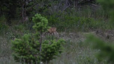 Kızıl tilki yavruları inlerinde vahşi doğada