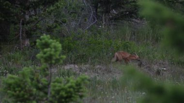 Kızıl tilki yavruları inlerinde vahşi doğada
