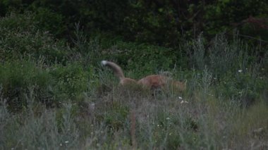 Kızıl tilki yavruları inlerinde vahşi doğada